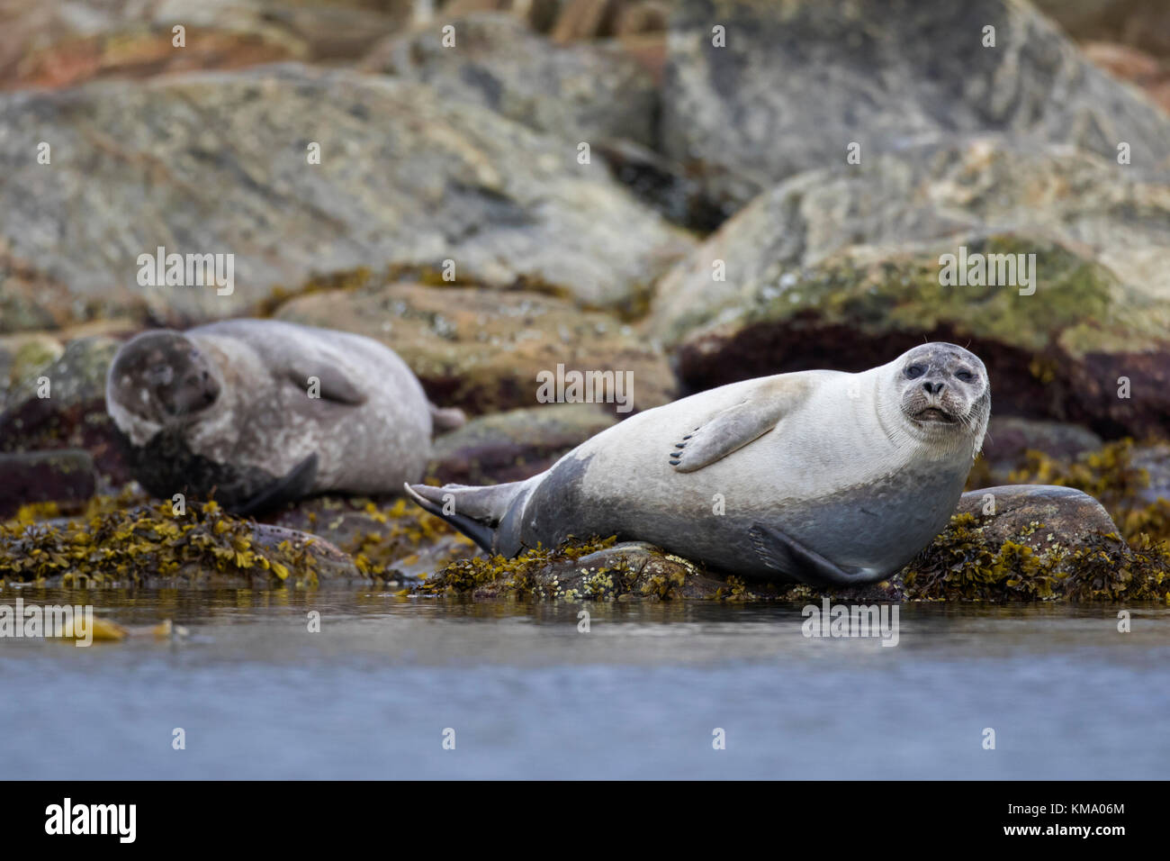 Zwei gemeinsame Dichtungen/Seehunde (Phoca vitulina) ruht auf felsigen Küste, Svalbard/Spitzbergen, Norwegen Stockfoto