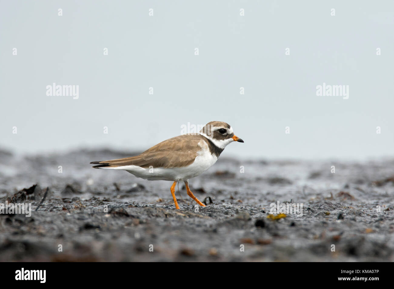 Gemeinsame ringed plover (charadrius hiaticula) Zucht im Gefieder der Nahrungssuche auf Schlamm flach im Sommer Stockfoto