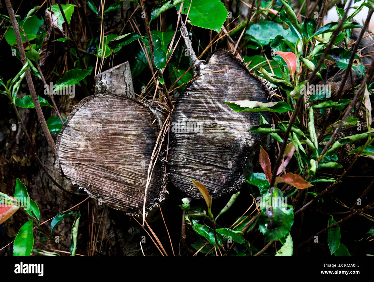 Protokolle immer noch auf einem Baum Stockfoto