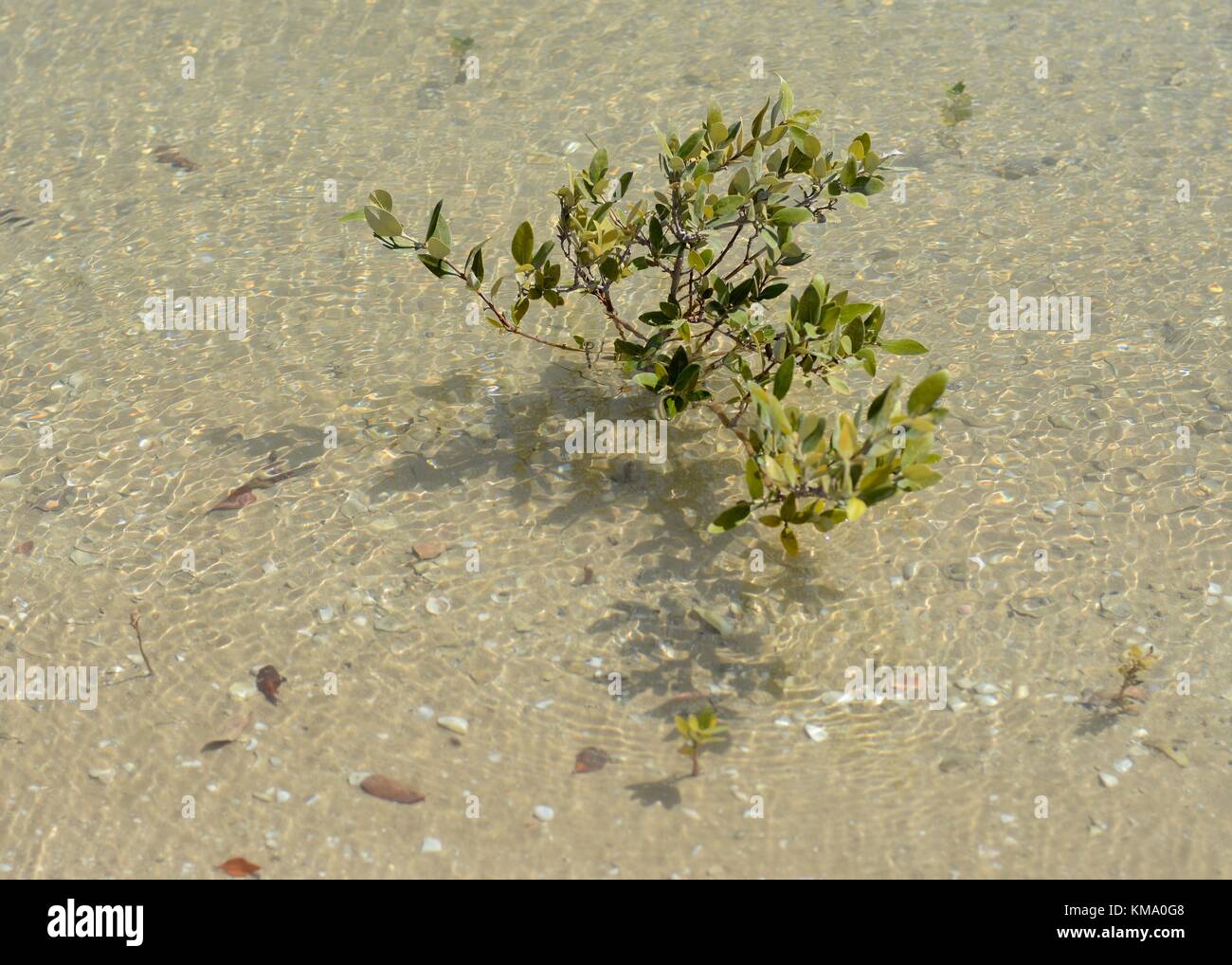 Graue Mangrove (lat. Avicennia marina) Junge Stockfoto