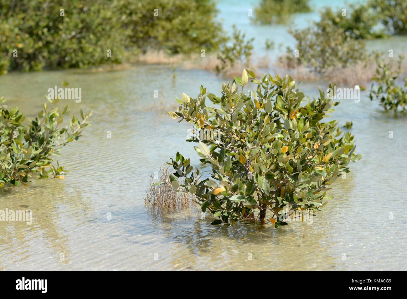 Graue Mangrove (lat.: Avicennia Marina) Stockfoto
