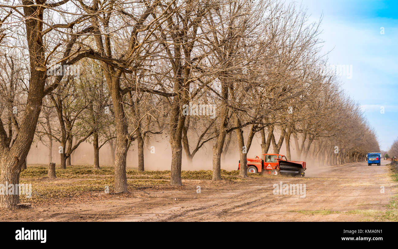 Pecan sweeper entsteht eine Staubwolke in einem neuen Mexiko Calico Obstgarten in der Nähe des Texas State Line während der Herbst-, Winter Harvest. Stockfoto