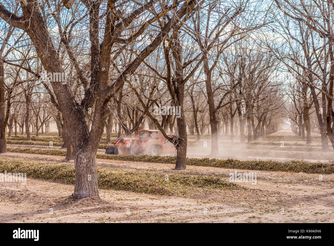 Pecan sweeper entsteht eine Staubwolke in einem neuen Mexiko Calico Obstgarten in der Nähe des Texas State Line während der Herbst-, Winter Harvest. Stockfoto
