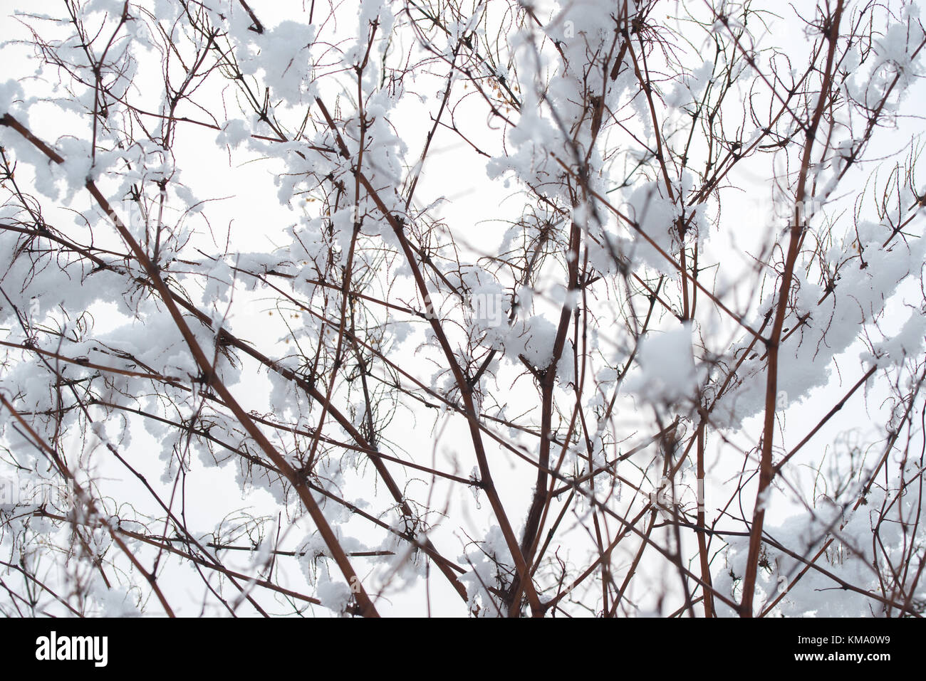 Floral background Winter design Stockfoto