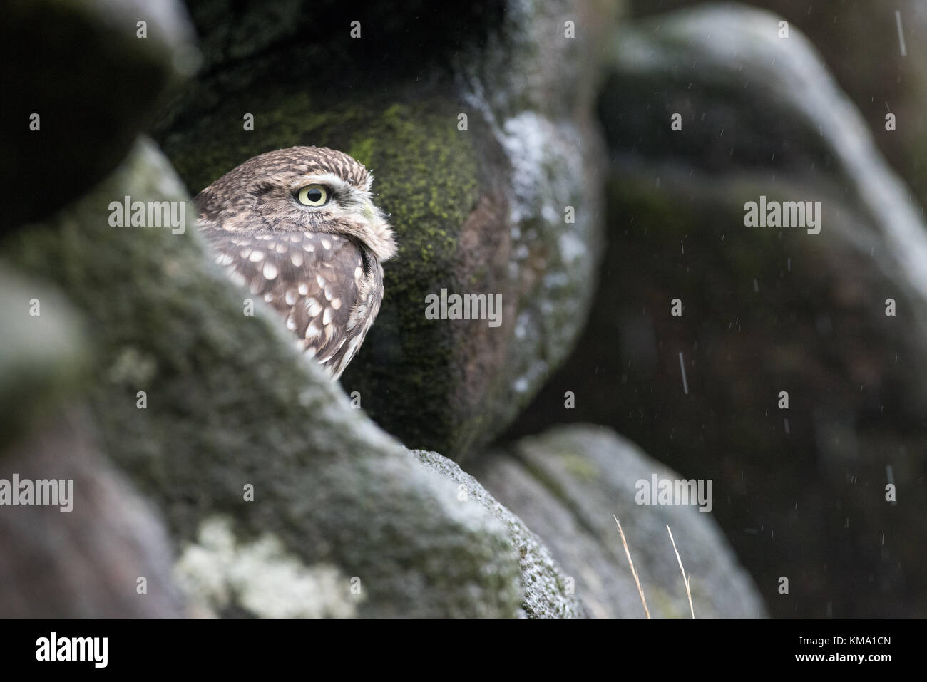 Kleine Eule (Captive) Verstecken von der Regen, Stockfoto