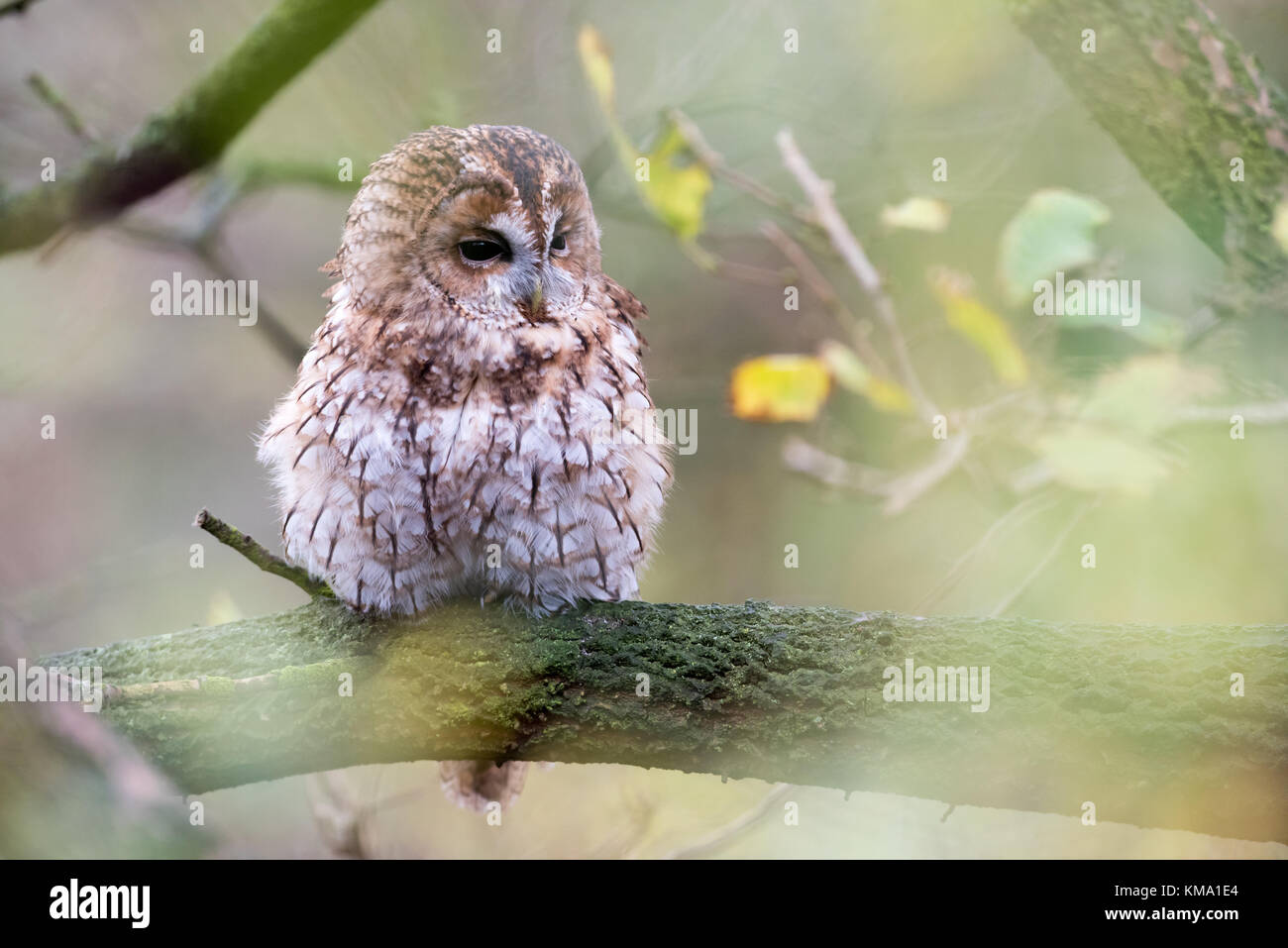 Tawny Owl (Captive) auf einem Zweig Stockfoto