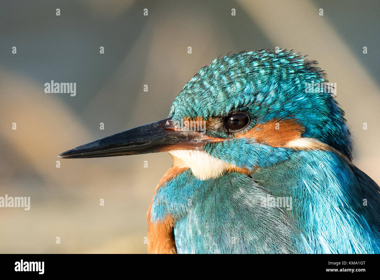 Männliche Kingfisher sitzen thront die Sonne genießen Stockfoto