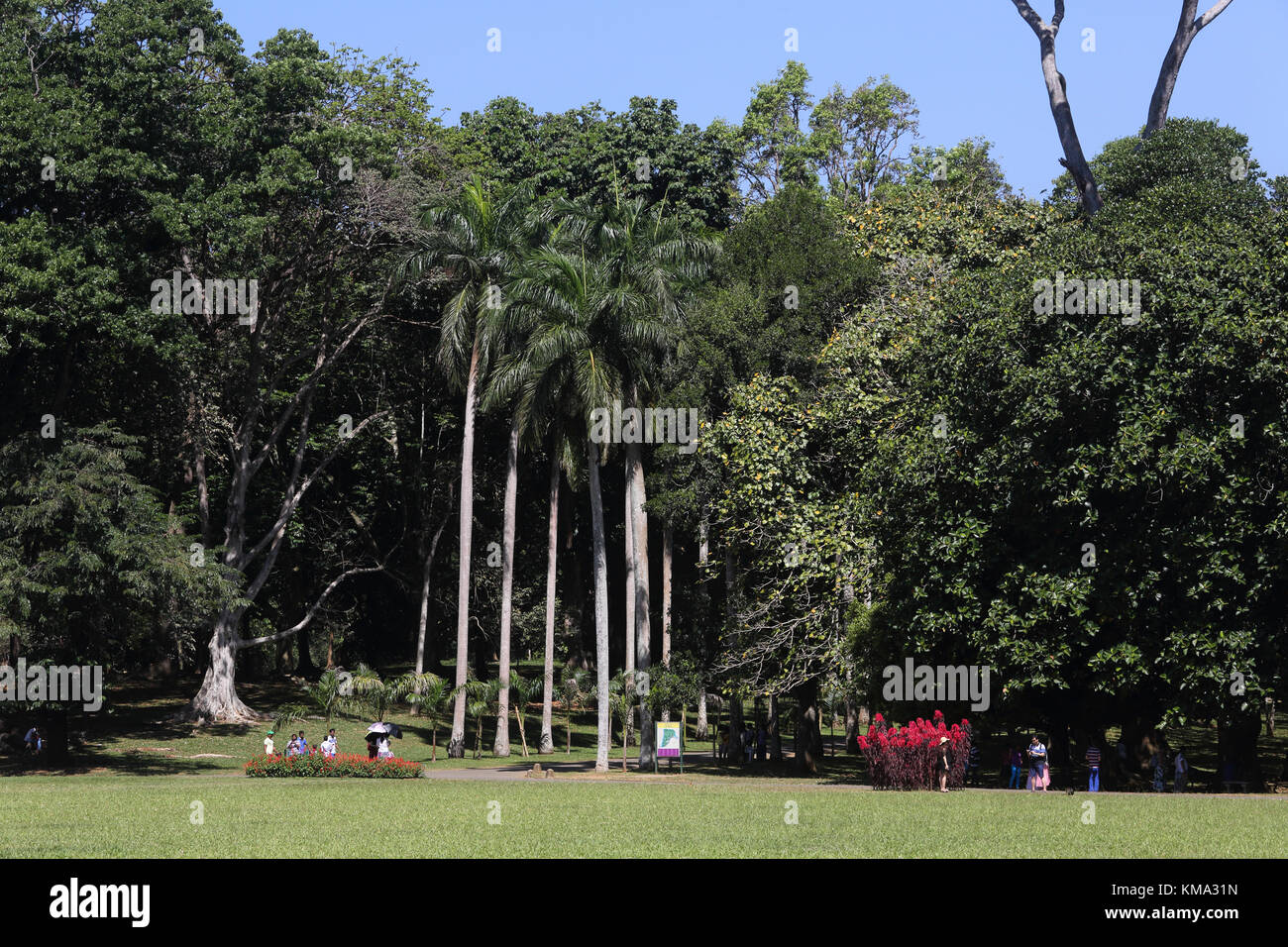 Peradeniya Kandy Zentralprovinz Sri Lanka Peradeniya Royal Botanical Gardens Stockfoto