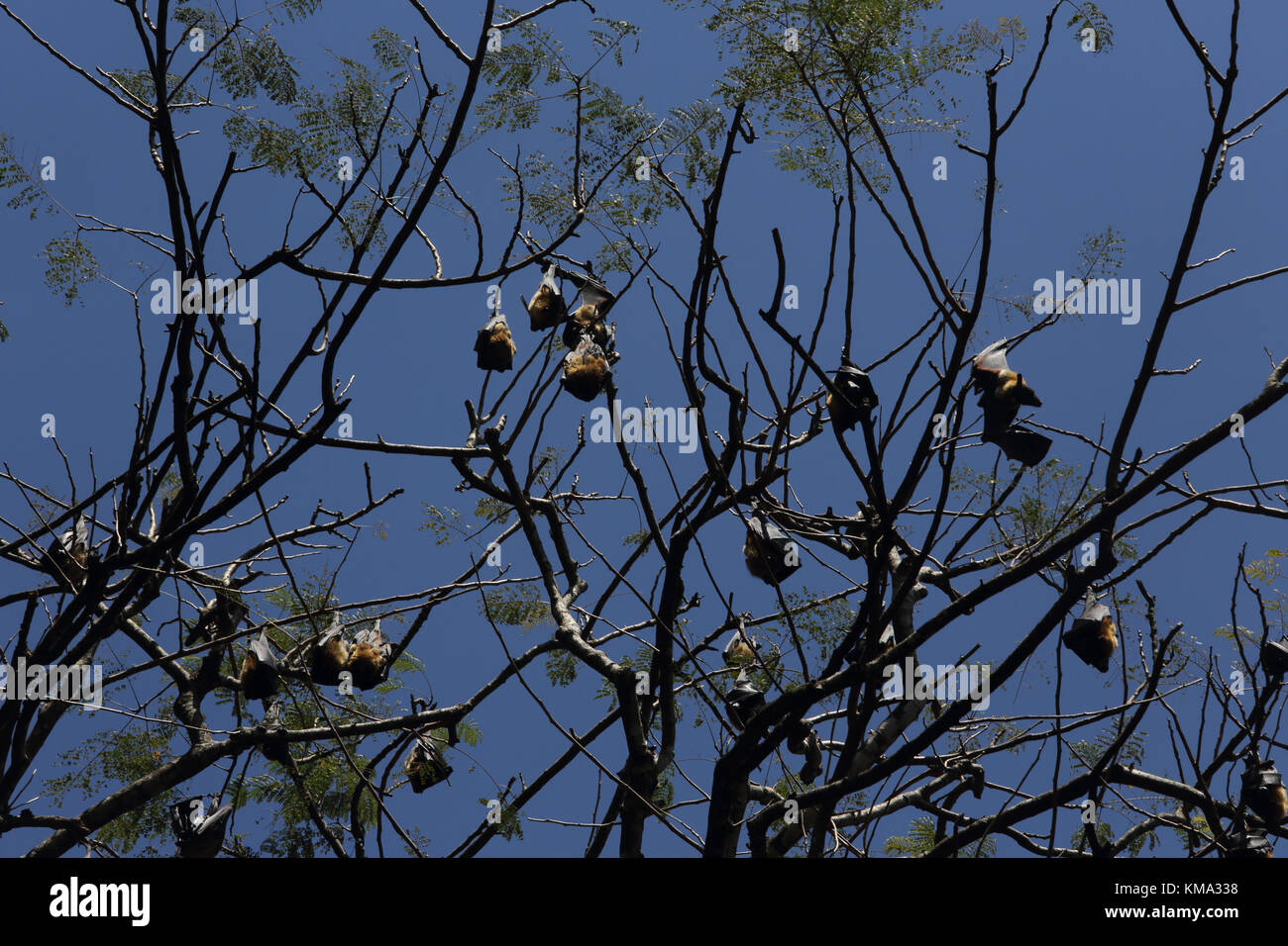 Peradeniya Kandy Zentralprovinz Sri Lanka Peradeniya Royal Botanical Gardens Kolonie Flughunde in den Bäumen Stockfoto