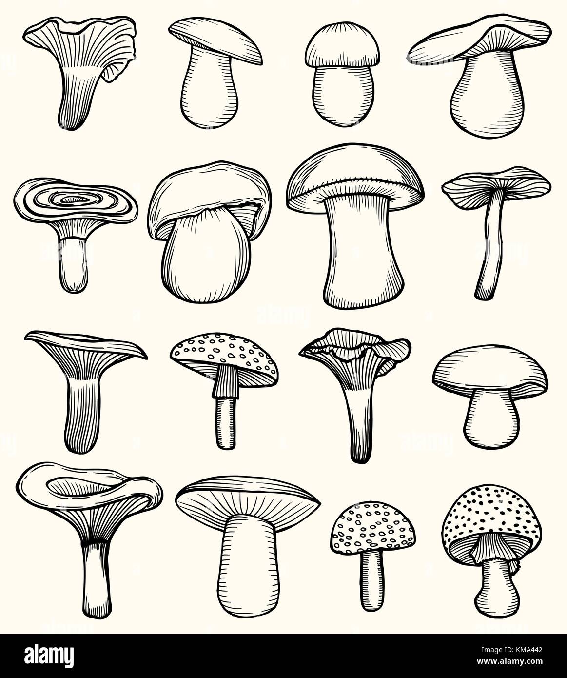 Mushroom illustration drawing engraving line -Fotos und -Bildmaterial