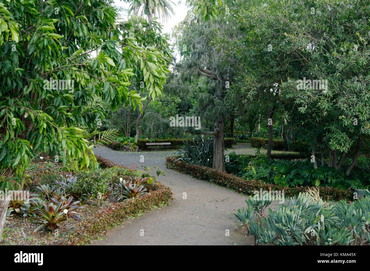 Der botanische Garten Jardin Botanico Puerto de la Cruz Teneriffa Kanarische Inseln Kanaren Stockfoto