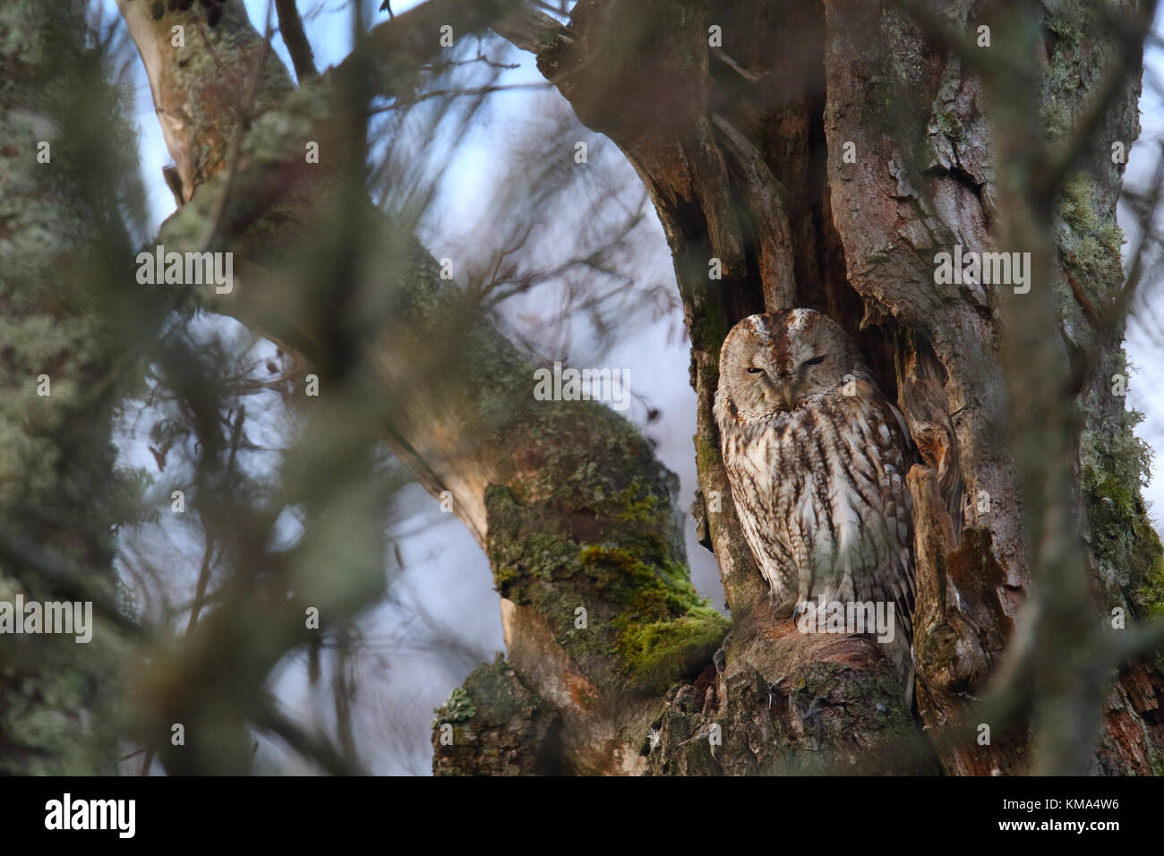 Portrait von Waldkauz, Strix aluco. Europa Stockfoto