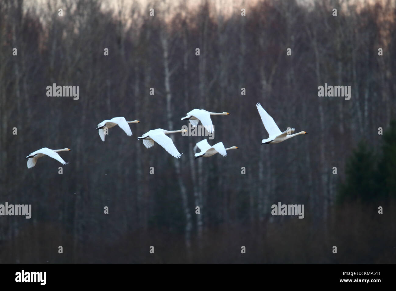 Migration gehören Singschwan (Cygnus Cygnus) im Herbst, Estland. Stockfoto