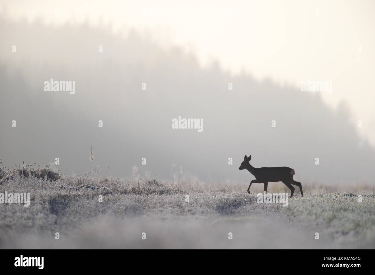 Das Reh (Capreolus capreolus) mit Reif bedeckt Natur, Europa Stockfoto