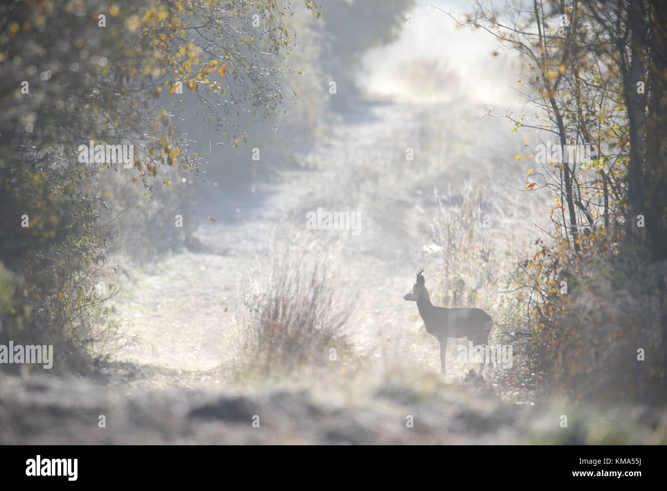 Rehe Buck (Hyla arborea) mit Reif bedeckt Natur, Europa Stockfoto