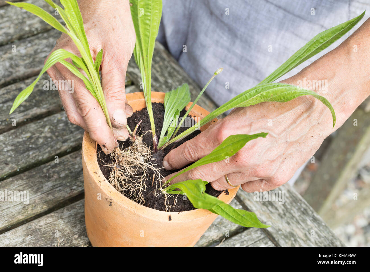 Spitzwegerich im Topf, Blumentopf, Eintopfen, Pflanzen, Pflanzen,  Spitzwegerich, Wegerich, Plantago lanceolata, English Plantain, Ribwort,  narrow Stockfotografie - Alamy