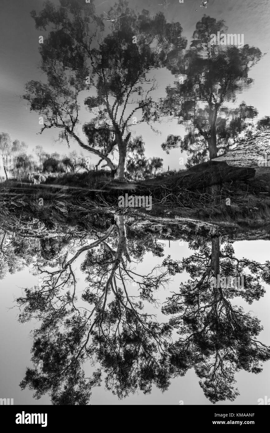 Schwarz-weiß Bild von Bäumen im Wasser widerspiegelt Stockfoto