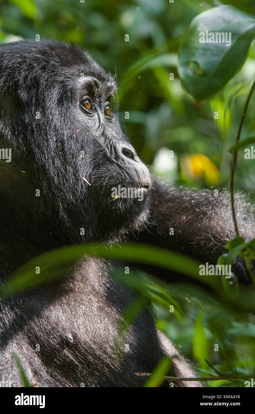 Nahaufnahme, Porträt einer Mountain Gorilla in einem kurzen Abstand im natürlichen Lebensraum. Der Berggorilla (Gorilla beringei beringei). Bwindi Impenetrable Stockfoto