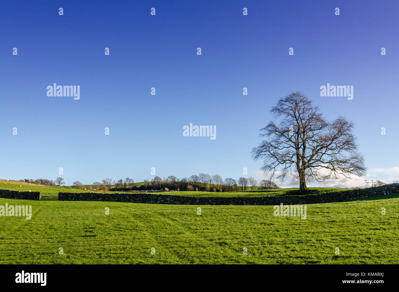 Ein Winter ländliche Szene mit einem Baum und einem Tor Stockfoto