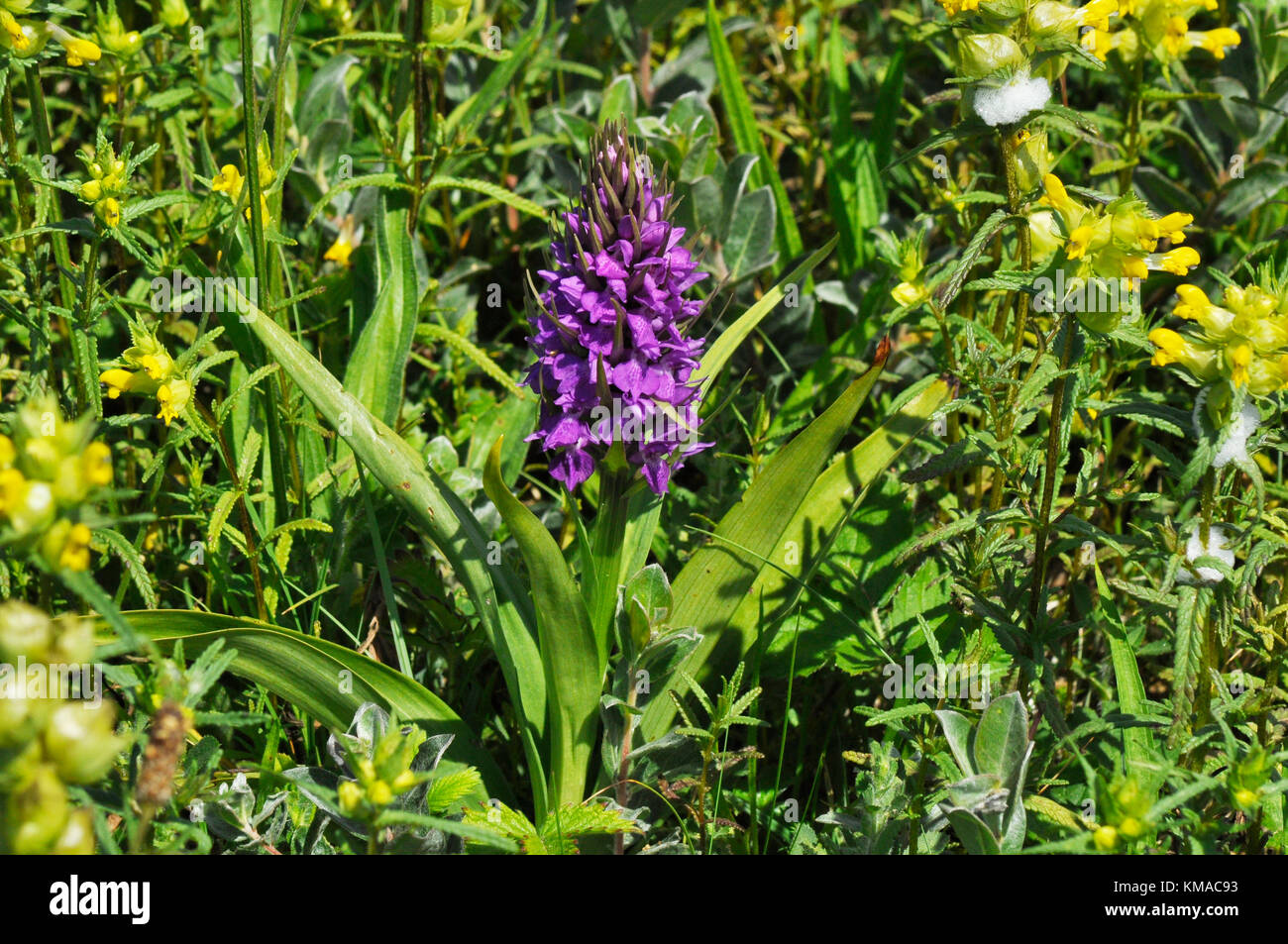 Early Marsh Orchid,'Dactylorhiza incarnata' Sumpfdünen, Mai und Juni, Braunton Burrows, Devon, Großbritannien Stockfoto