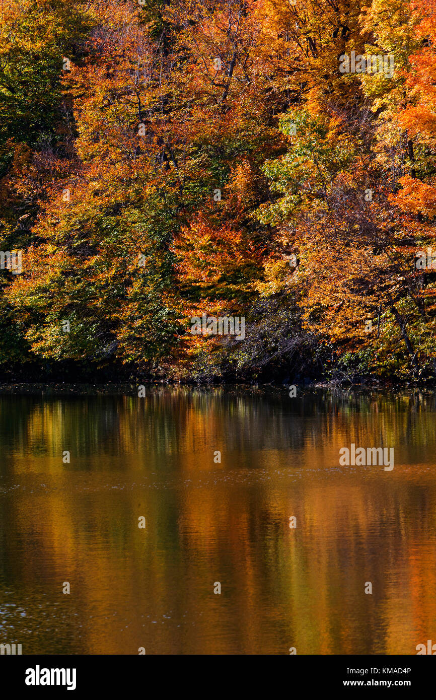 Kanadische herbst Reflexion in mont-saint-bruno Nationalpark, QC, Kanada Stockfoto