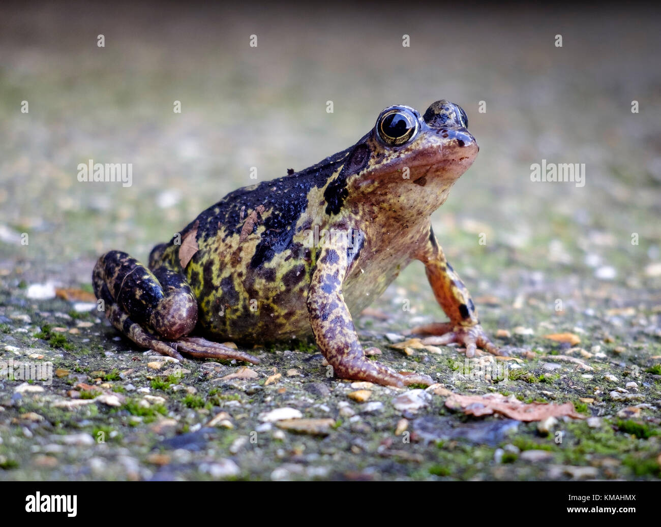 Grasfrosch Auf dem Gartenweg. Stockfoto
