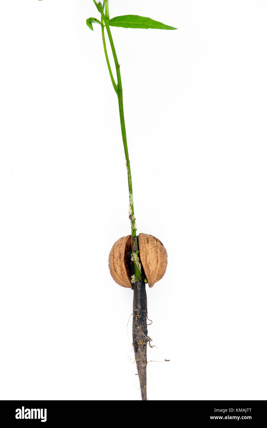 Detail der Austreibenden Nußbaum - Makro Stockfoto