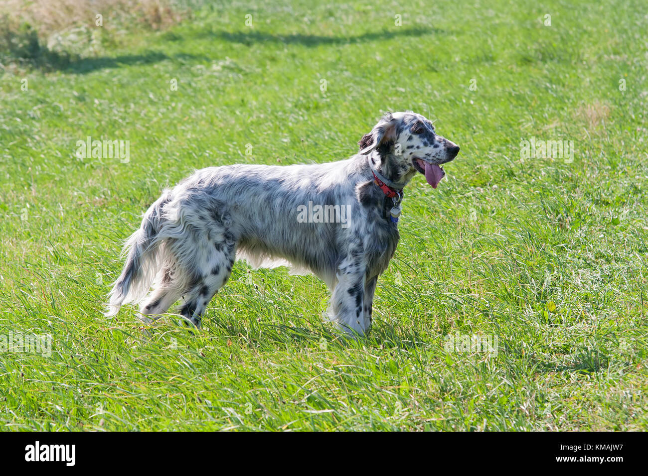 English Setter auf der Wiese - Hund Stockfoto