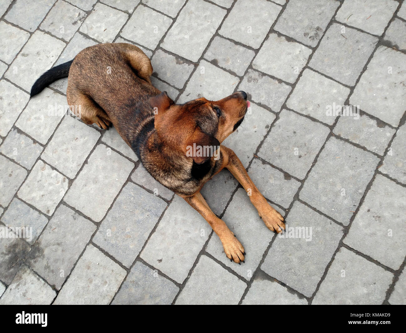 Brauner hund Festlegung auf konkrete Pflaster. top View Stockfotografie -  Alamy