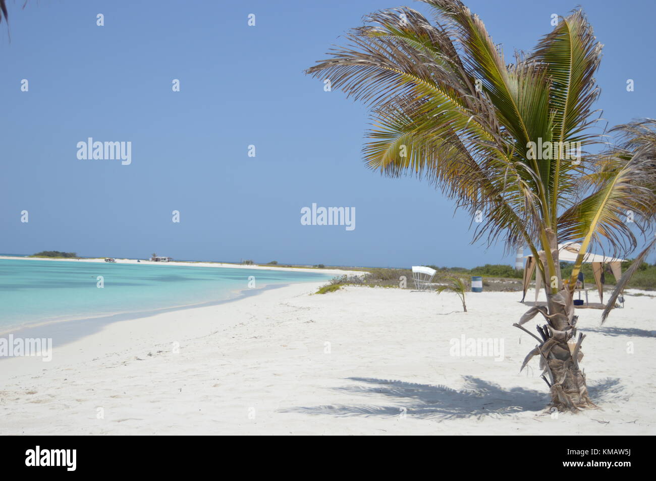 Palmen am Strand, die Schildkröten Insel. Venezuela. Stockfoto