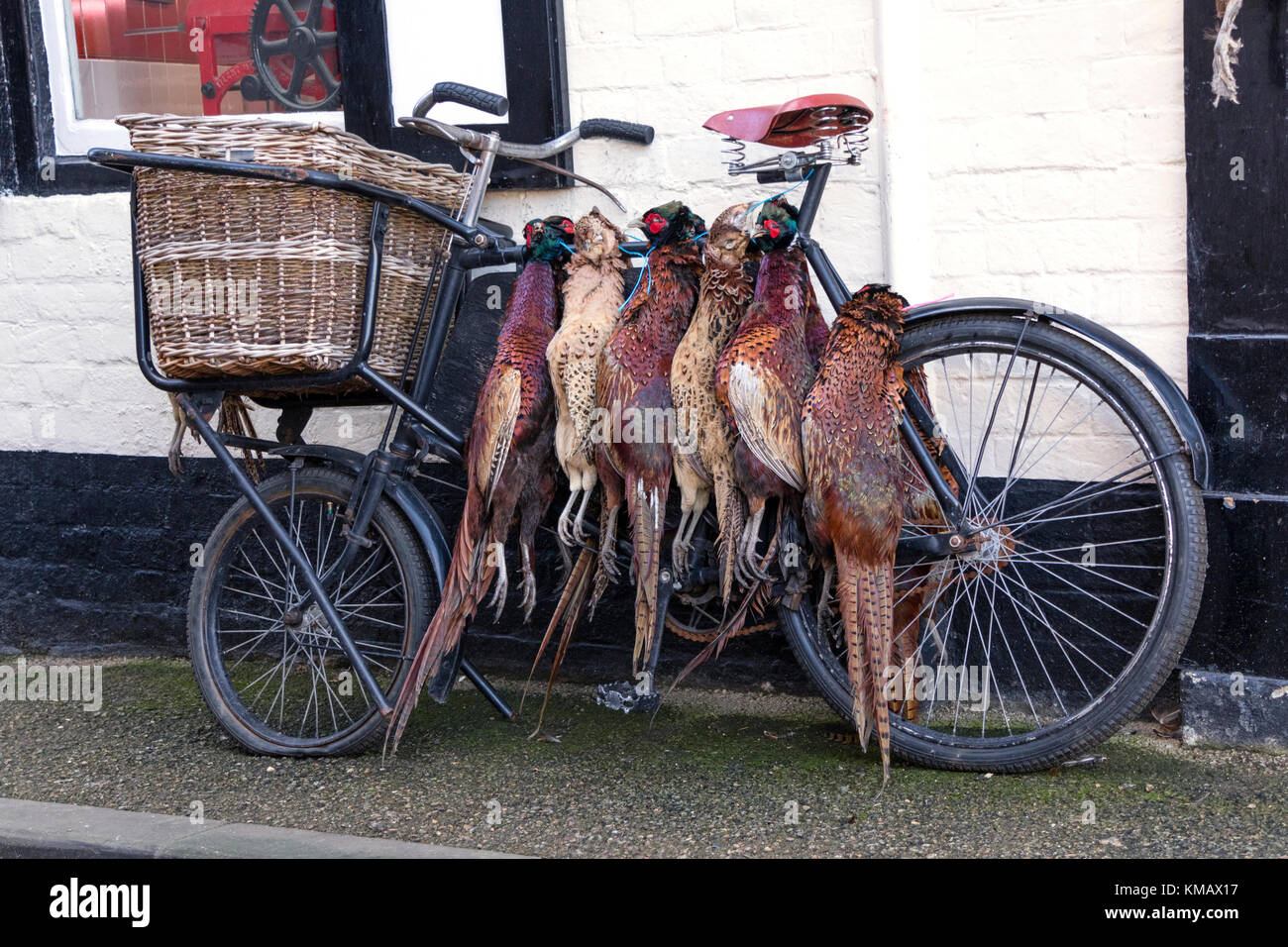 Tot Fasane hing außerhalb eines Metzger shop, England, Großbritannien Stockfoto
