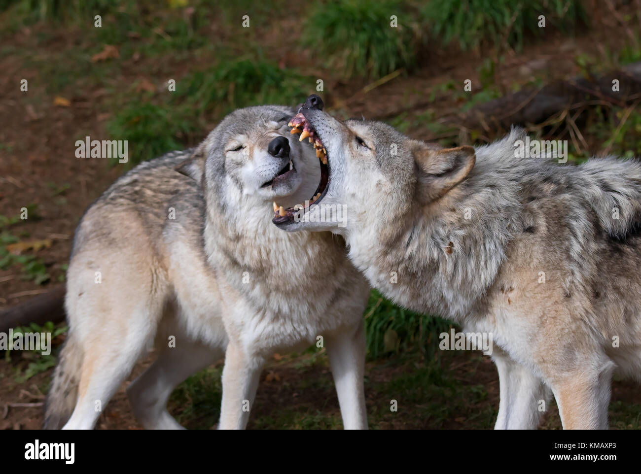 Timber Wölfe oder grauen Wolf (Canis lupus) spielen mit jeder anderen im Herbst in Kanada Stockfoto