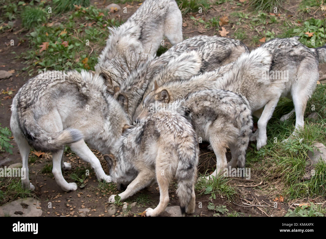 Timber Wölfe oder grauen Wolf (Canis lupus) Fütterung auf Wildschwein Karkasse in Kanada Stockfoto