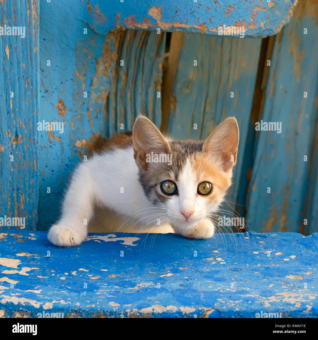 Eine nette junge Katze Kätzchen späht aus einem blauen alte Holztür mit neugierigen Augen, eine Katze mit diesem particolored Mantel namens Calico verdünnen. Stockfoto
