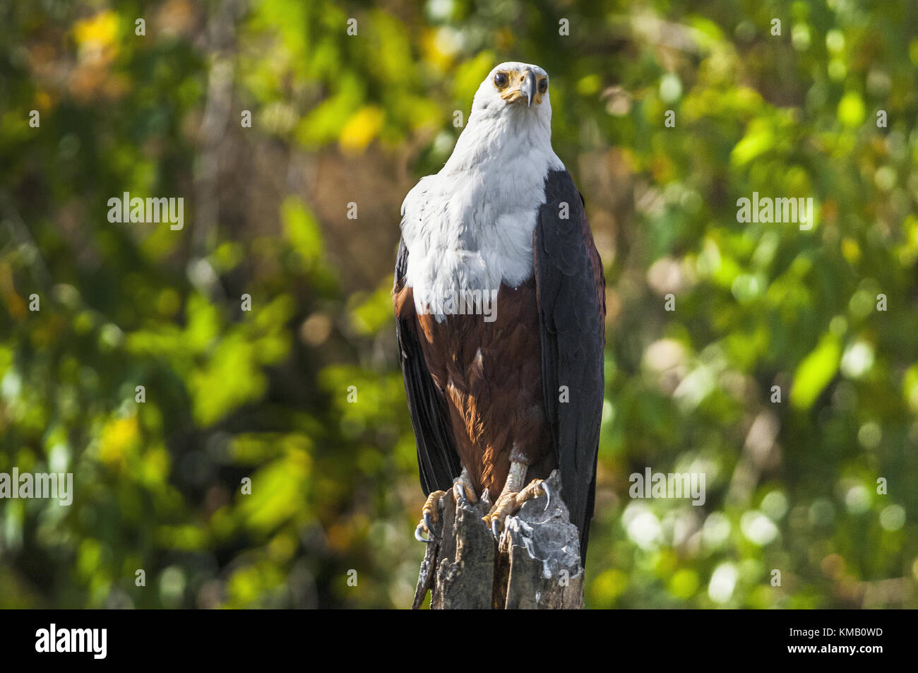 Die African Fish Eagle (haliaeetus vocifer) oder aus den wahren Fisch unterscheiden Adler die afrikanische Seeadler ist eine große Art der Adler. Es ist das n Stockfoto