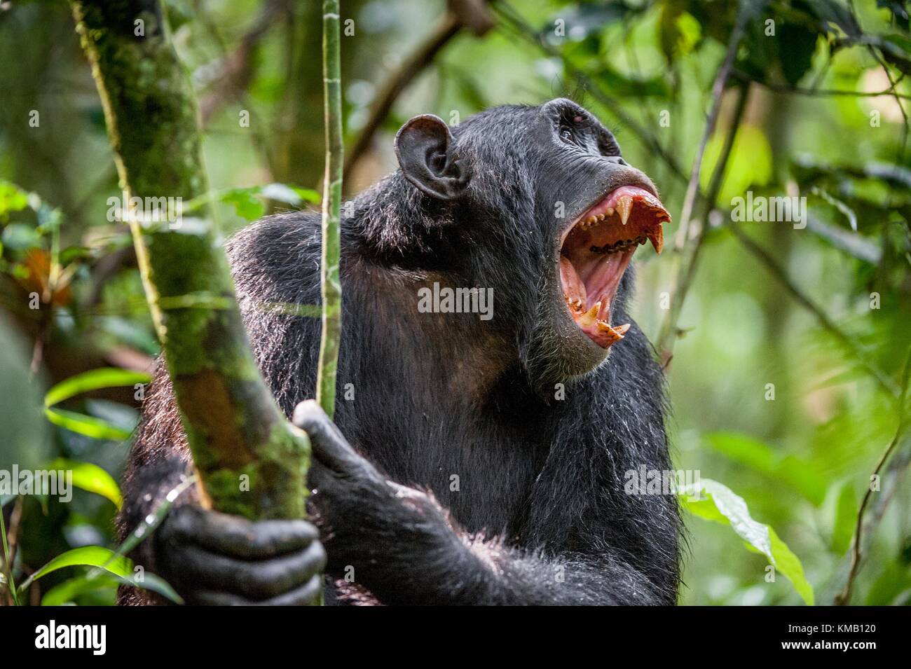 Wütend schrie ein Schimpanse. Der Schimpanse (Pan troglodytes) schreit in regen Wald, die Zeichen an die Verwandten. Stockfoto