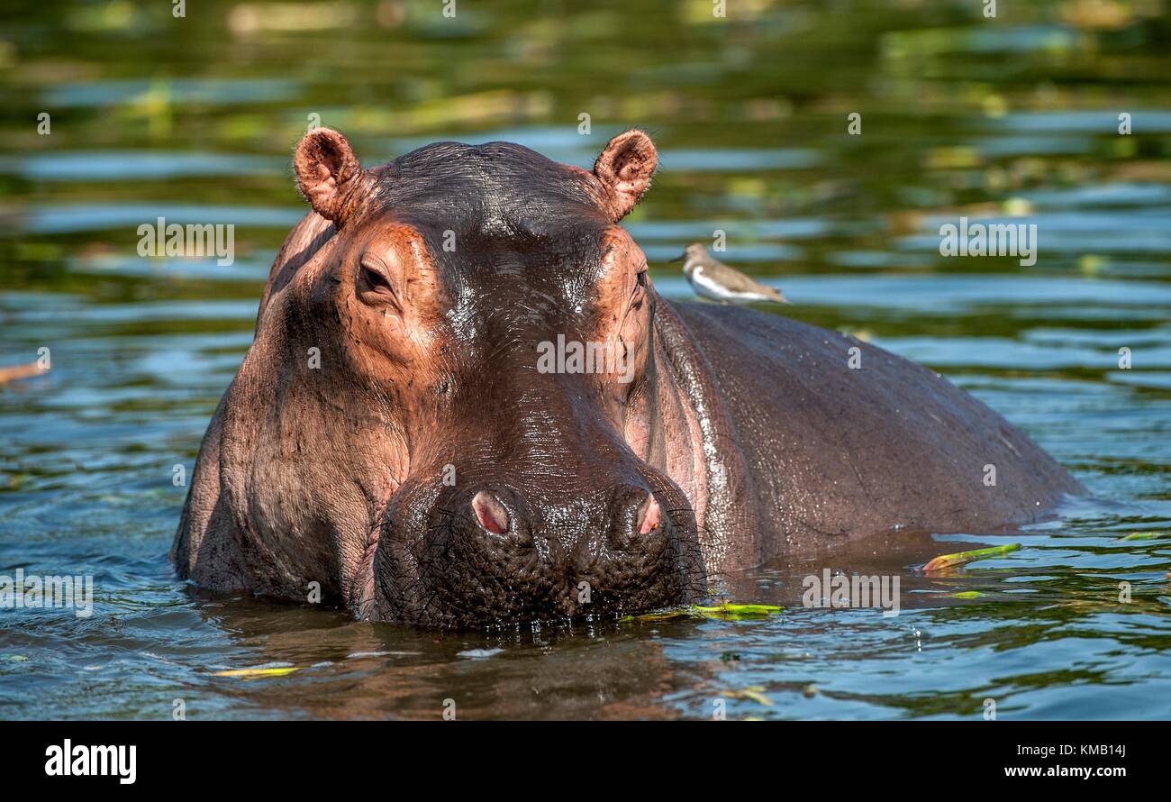 Gemeinsame Nilpferd im Wasser. Die gemeinsame Flusspferd (hippopotamus amphibius), oder Hippo. Afrika Stockfoto