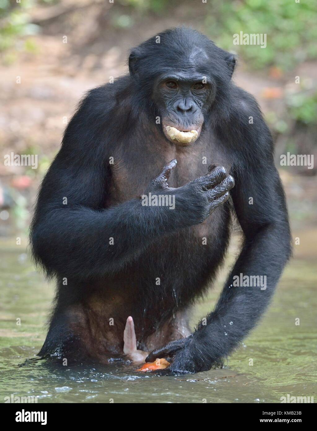Bonobo stehend im Wasser sieht für die Frucht, die in Wasser fiel. Bonobo (pan paniscus). Demokratische Republik Kongo, Afrika Stockfoto