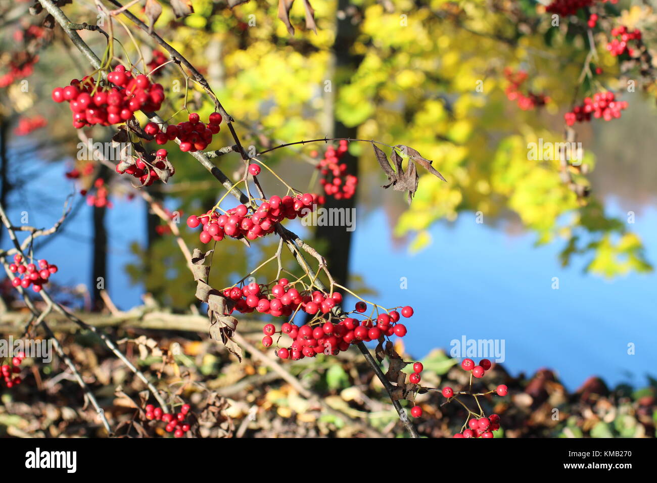 Herbst Strahlen der Sonne beleuchtet rote Beeren der Eberesche Stockfoto