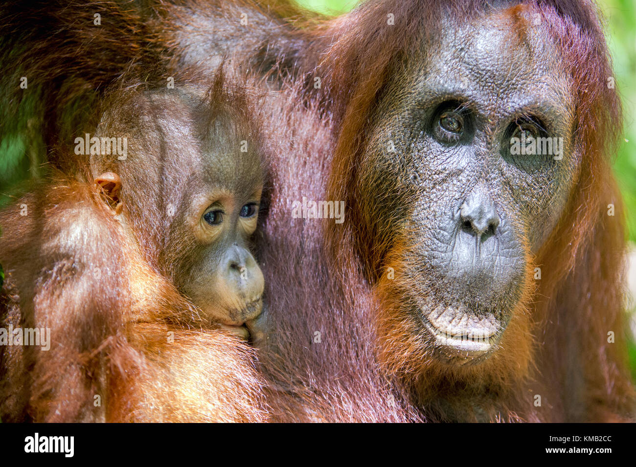 Ein Weibchen der Orang-utan mit einem Cub in einem natürlichen Lebensraum. Pongo pygmaeus wurmmbii. Regenwald von Borneo. Indonesien Stockfoto