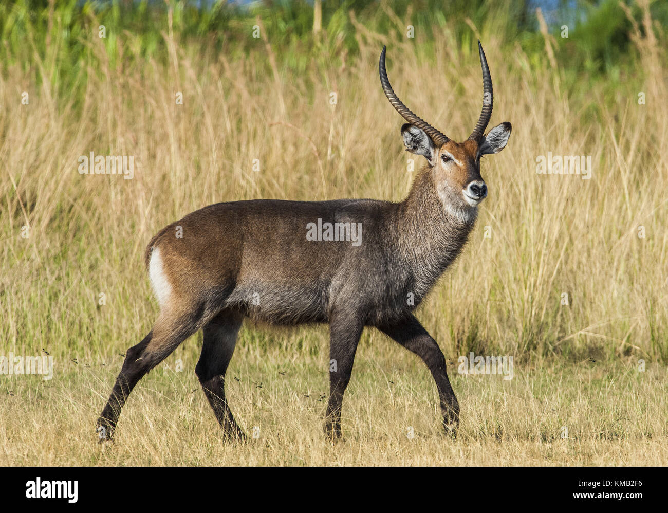 Die Wasserböcke (Kobus ellipsiprymnus). wasserbock African Wildlife Hintergrund Natur Portrait des Lebens. Bis zu schließen. Kenia. Afrika Stockfoto