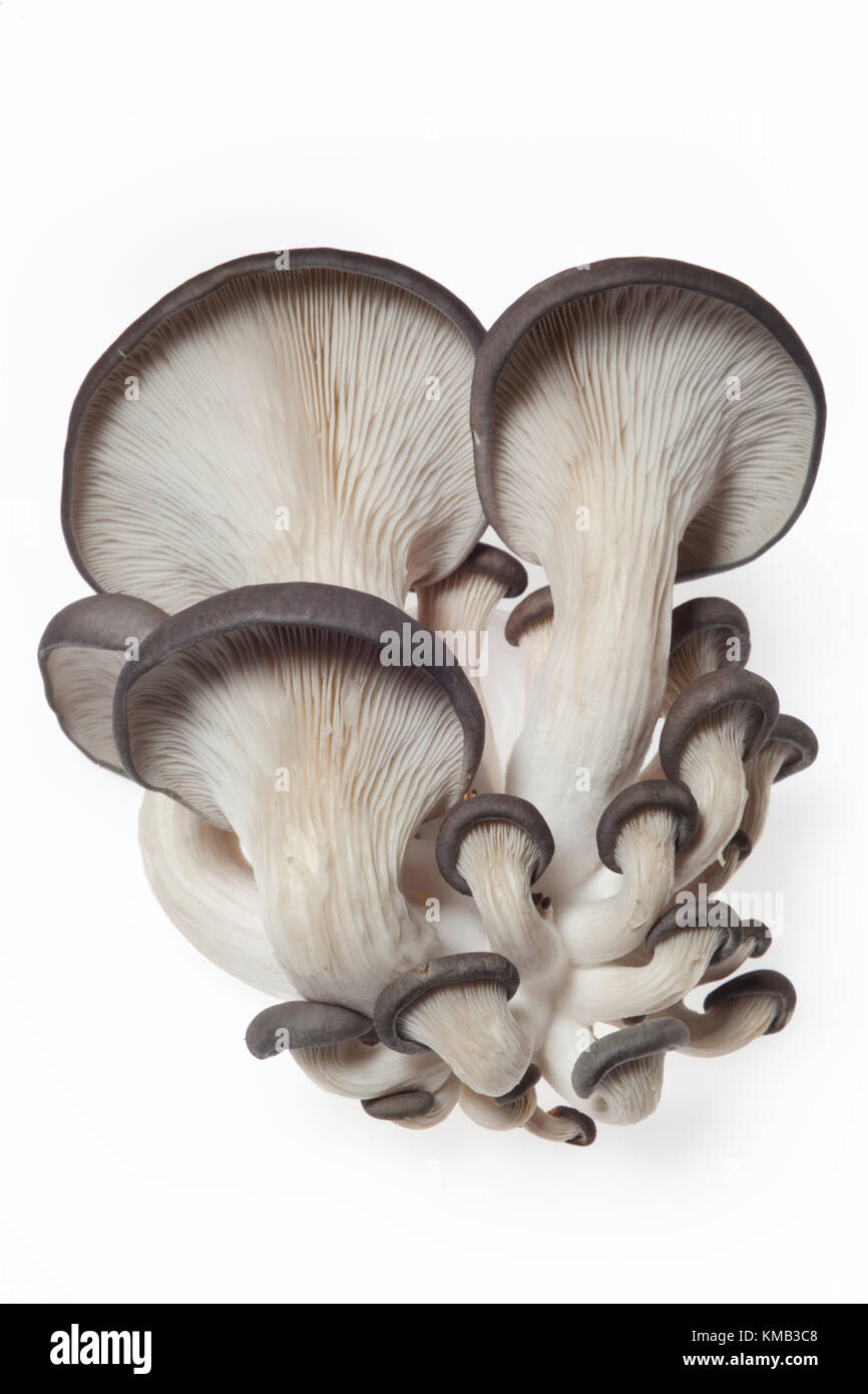 Nahaufnahme der eine Auster Pilz kultiviert im Innenbereich über Abfälle Kaffeesatz und auf einem weißen Hintergrund angezeigt. Stockfoto