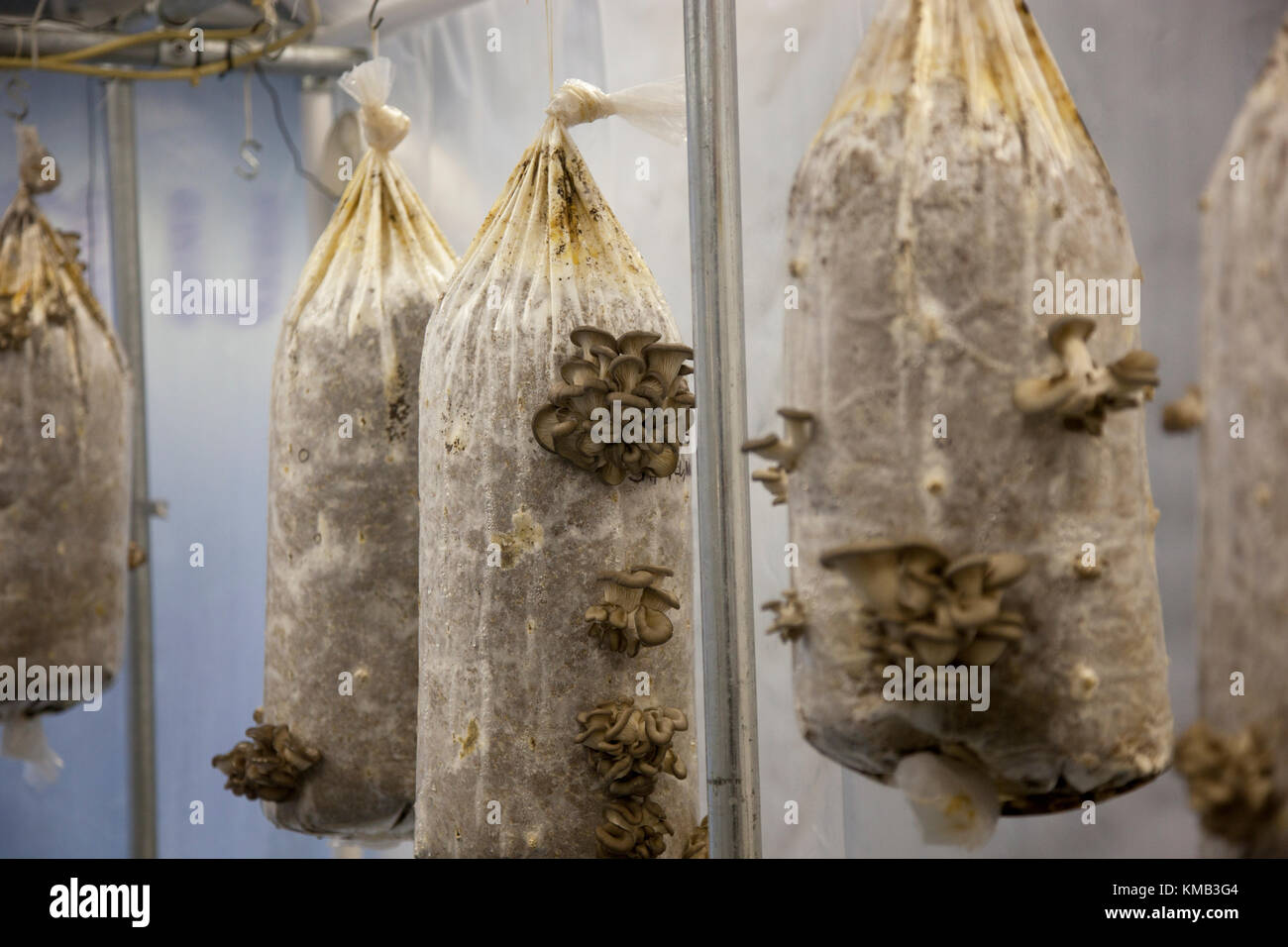 Nahaufnahme der Austernpilze gewachsen im Innenbereich auf Taschen von Abfällen Kaffeesatz in einem umgebauten Shop in Stroud, Gloucestershire, Cotswolds, Großbritannien Stockfoto