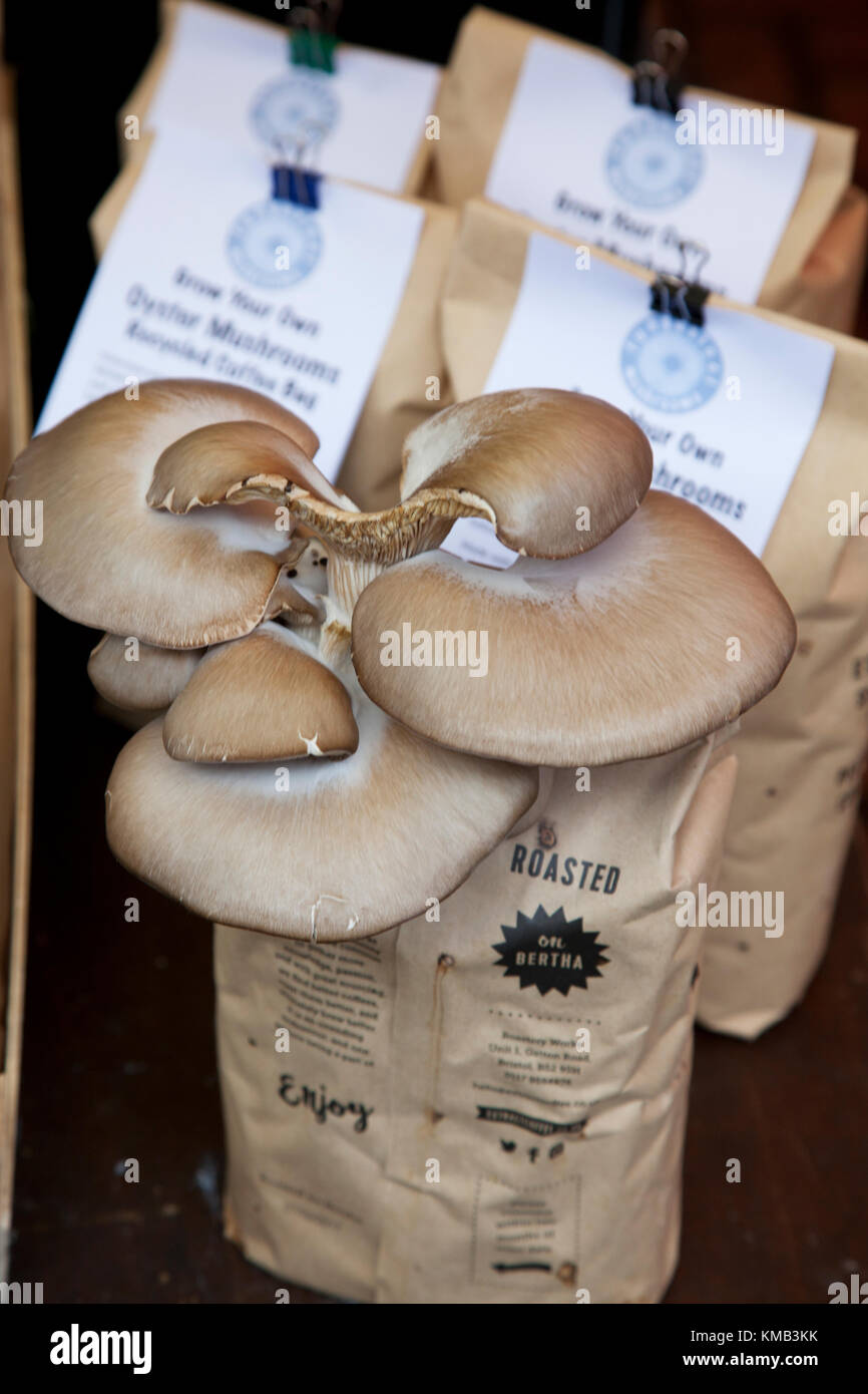 Nahaufnahme von Austernpilzen, die auf einer Tüte Kaffeesatz angebaut werden, an einem Marktstand auf dem preisgekrönten Stroud Farmers Market in den Cotswolds, Großbritannien Stockfoto