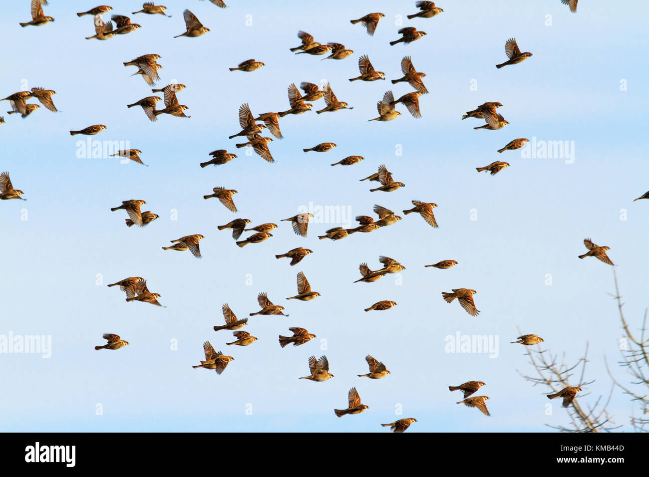Welche Vögel Fliegen Jetzt In Schwärmen www.alamy.de