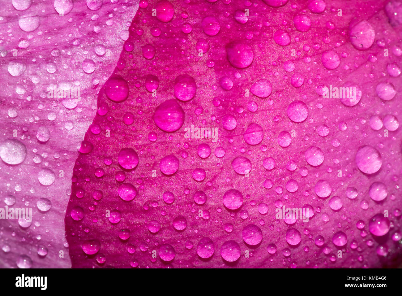 Schließen Sie bis zu den Pfingstrosen Knospe mit Tautropfen. rosa Blume mit Wassertropfen. Stockfoto