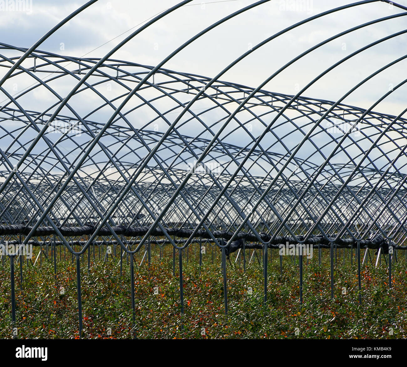 Die Rahmen der poly Tunnel in Ackerland in der Nähe von nassington Stockfoto