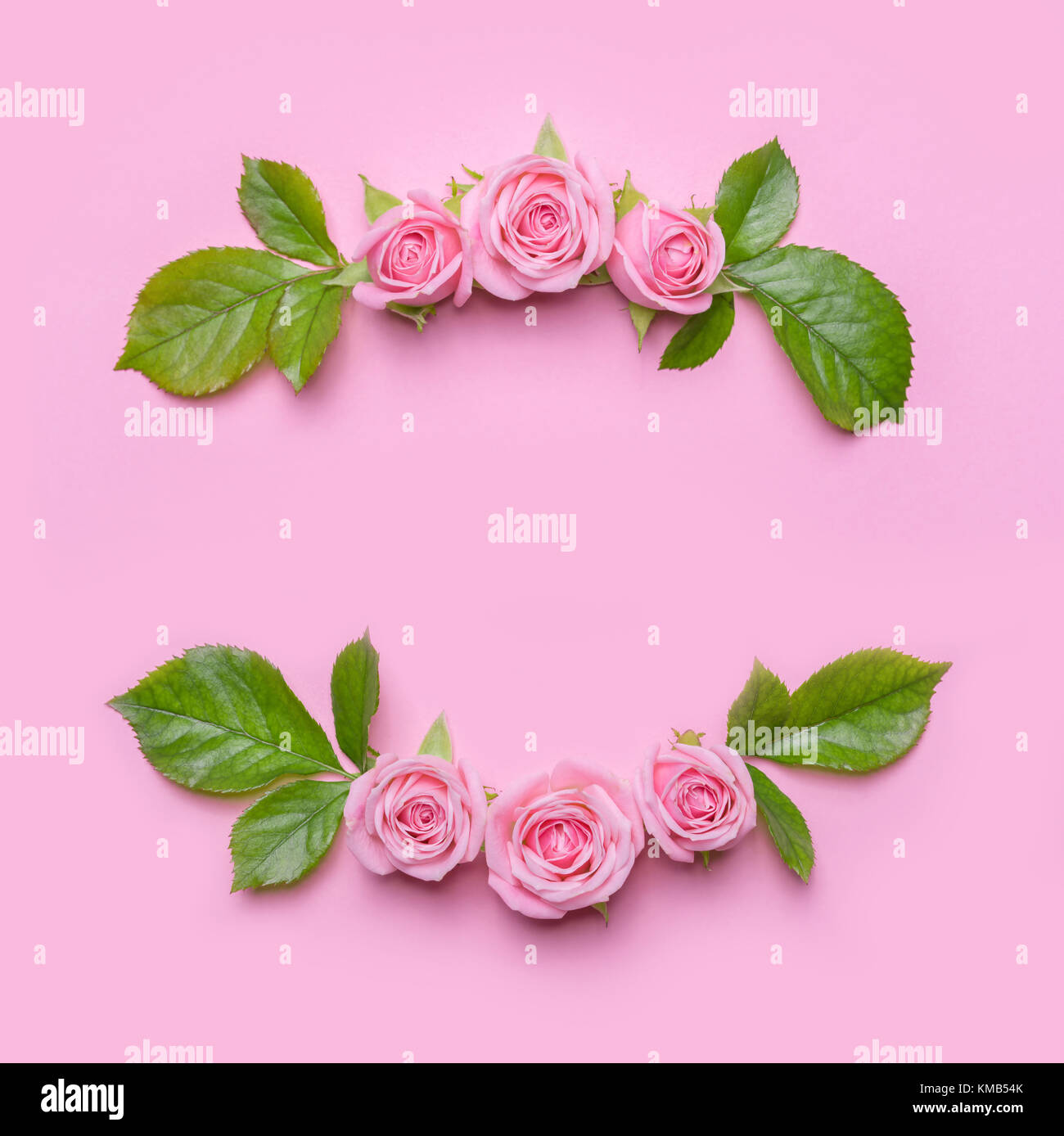 Blumen Rahmen mit Rosen auf einem rosa Hintergrund. Grenze von Blumen. Muster für Einladung Karte Stockfoto