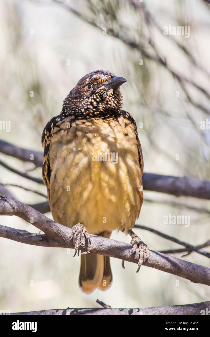 Western bowerbird (chlamydera guttata Guttata) Rennen'' im Alice Springs, Northern Territory, Australien Stockfoto