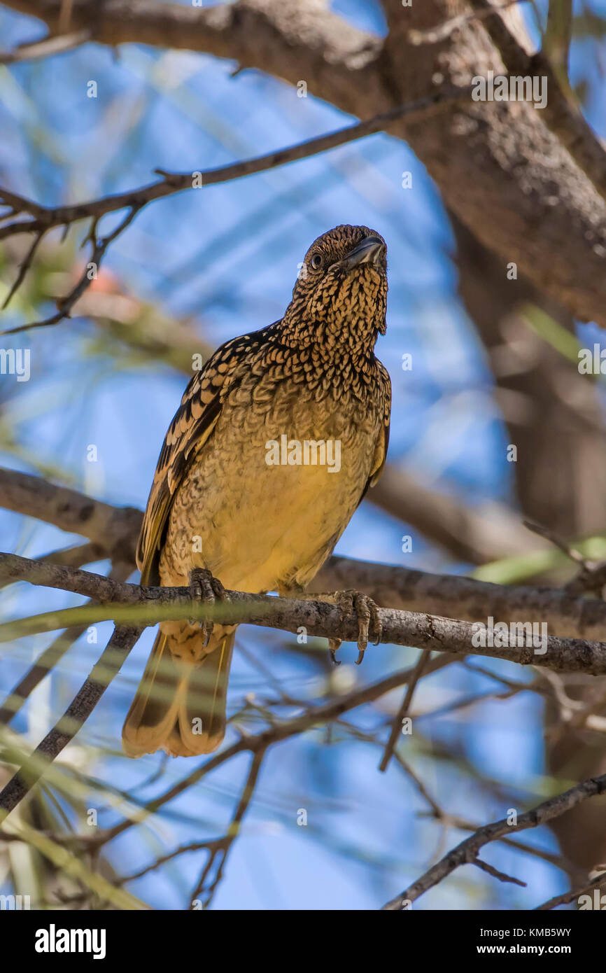 Western bowerbird (chlamydera guttata Guttata) Rennen'' im Alice Springs, Northern Territory, Australien Stockfoto